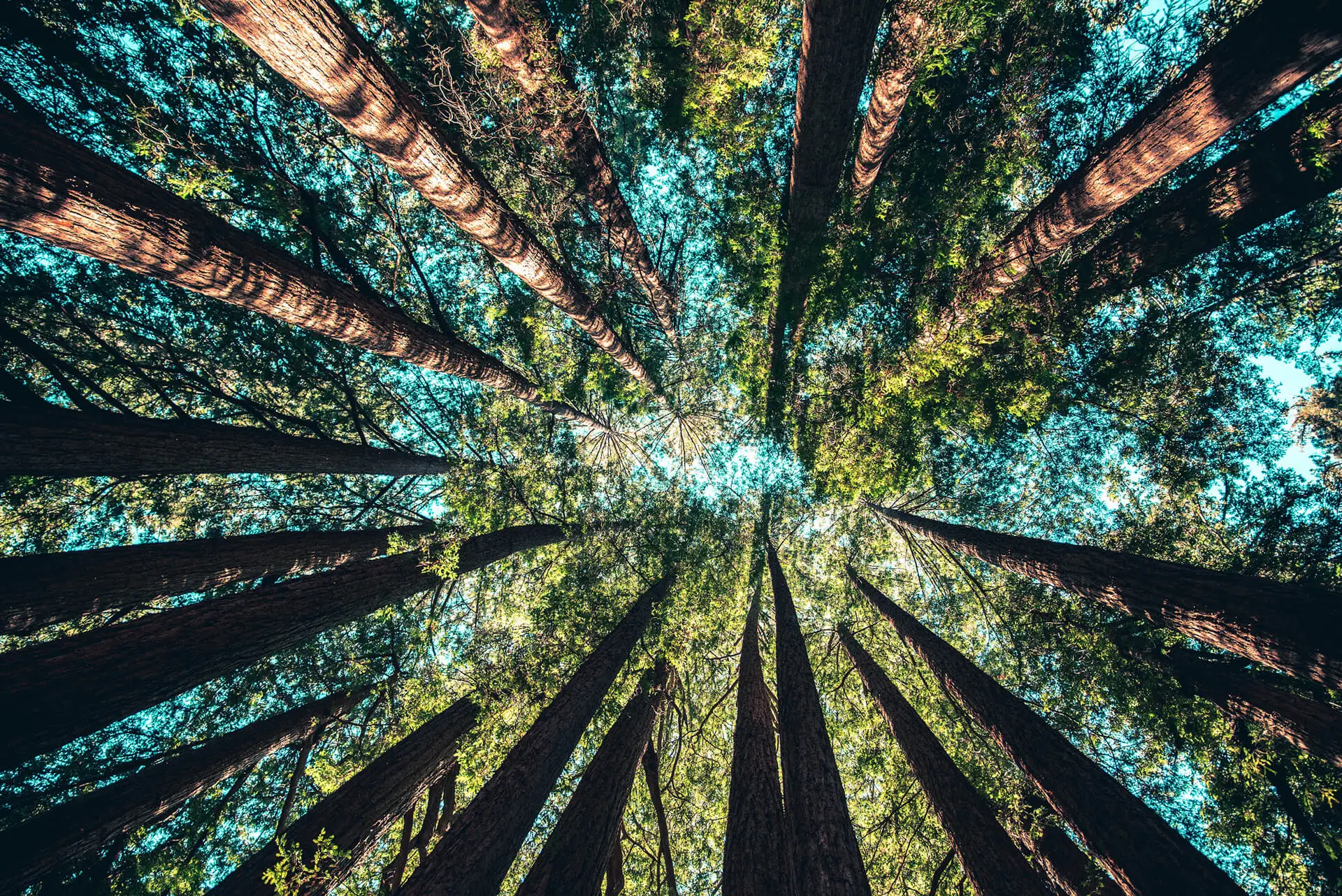 View of trees from the ground directly up. These are tall skinny trees